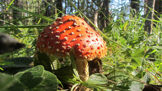 Разведка 🚙 на дальних рубежах. Первый выход мухоморов 🍄🍄🍄