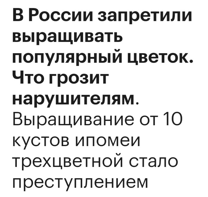 Оказывается, выращивание ипомеи теперь под запретом!