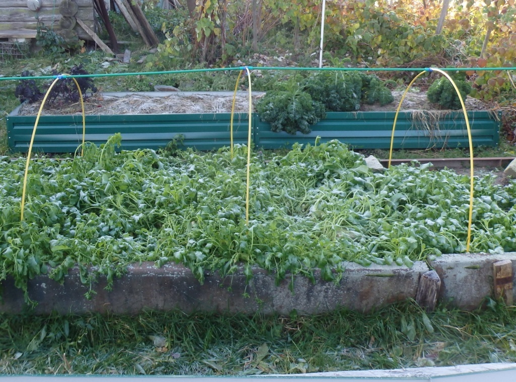 Осенние заморозки