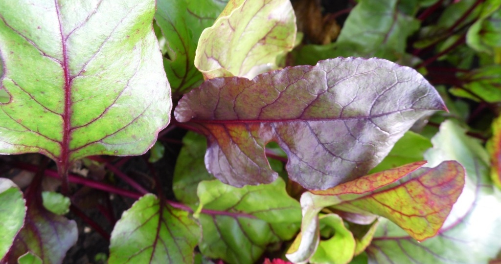 Почему у свеклы желтеют или краснеют листья