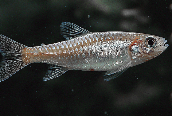     Абрауская сарделька в представлении ИИ