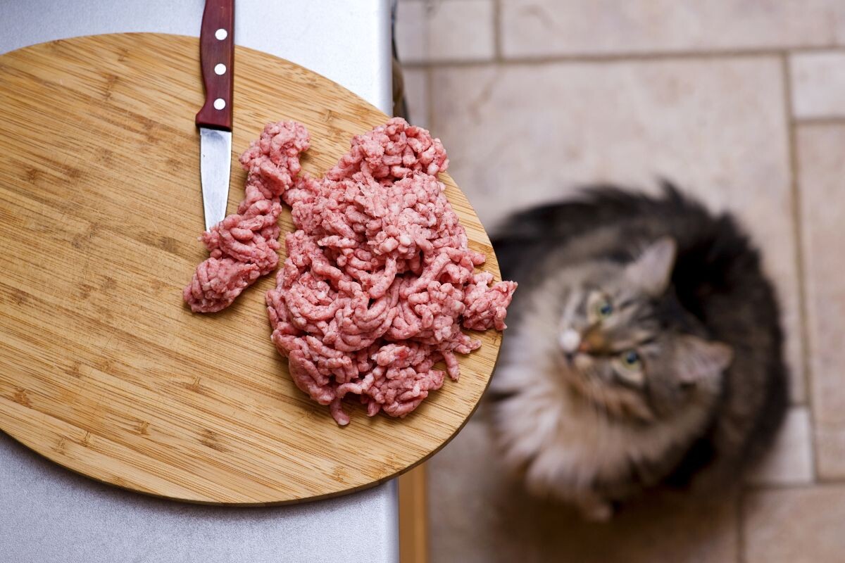 Можно ли кошкам фарш