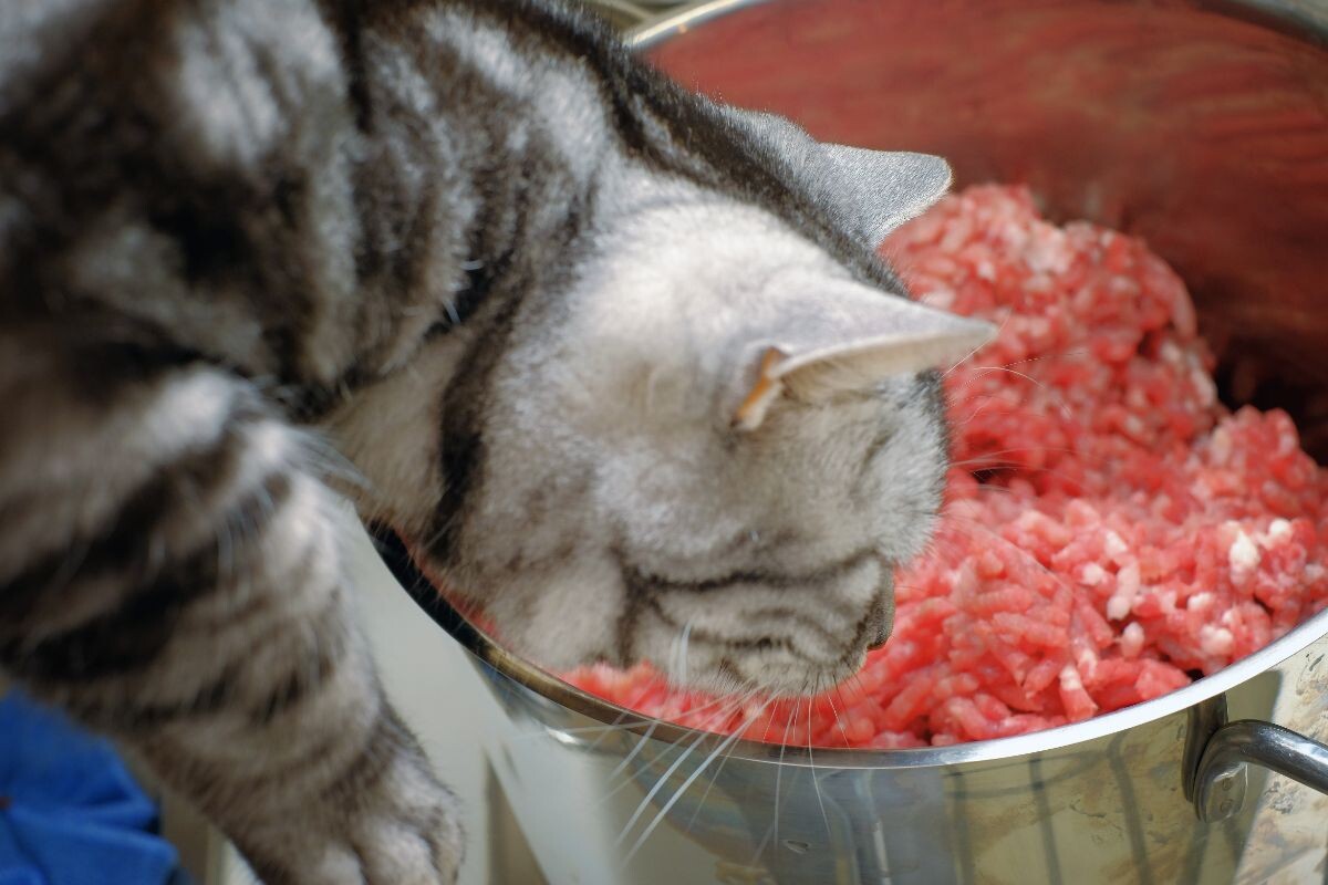 Котик обнюхивает фарш