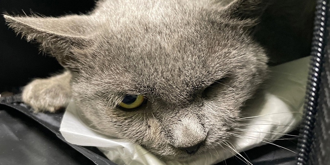 Санжелу нужна помощь на стационар и операцию.