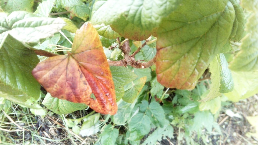  Смородина осенью