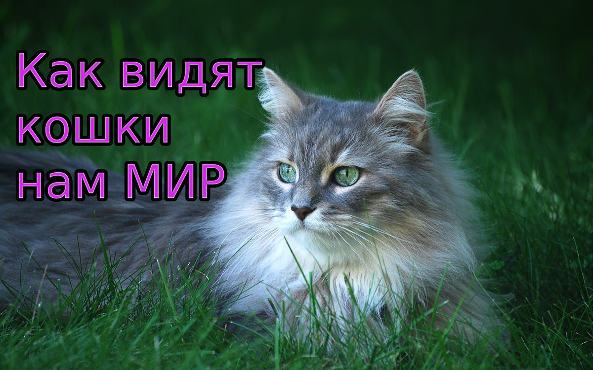Как видят кошки нам мир