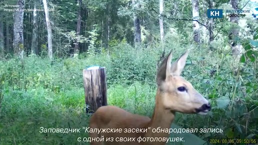 В калужскую фотоловушку попала симпатичная косуля