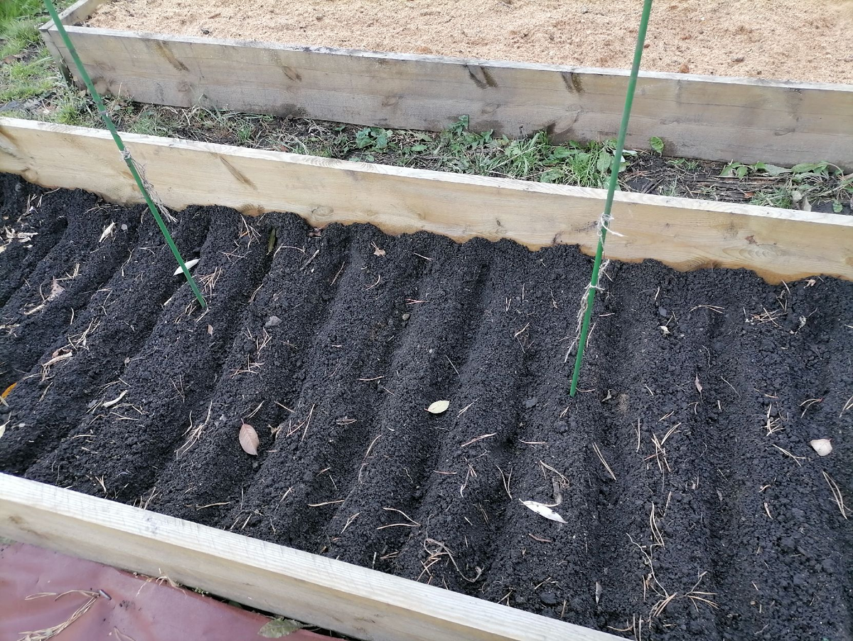 В грядке высотой около 20 см чеснок перезимовал, а лук вымерз, теперь сажаю на ровную землю, фото автора