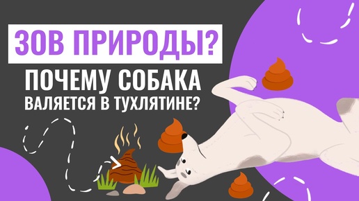 ЗОВ ПРИРОДЫ или ПОЧЕМУ СОБАКИ ВАЛЯЮТСЯ в тухлятине?