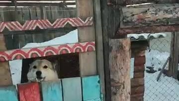 Деревня Корова🐄 Собаки🐕 Дом🏡 хозяйство Тюменская Область в гостях у друзей🙏❤️