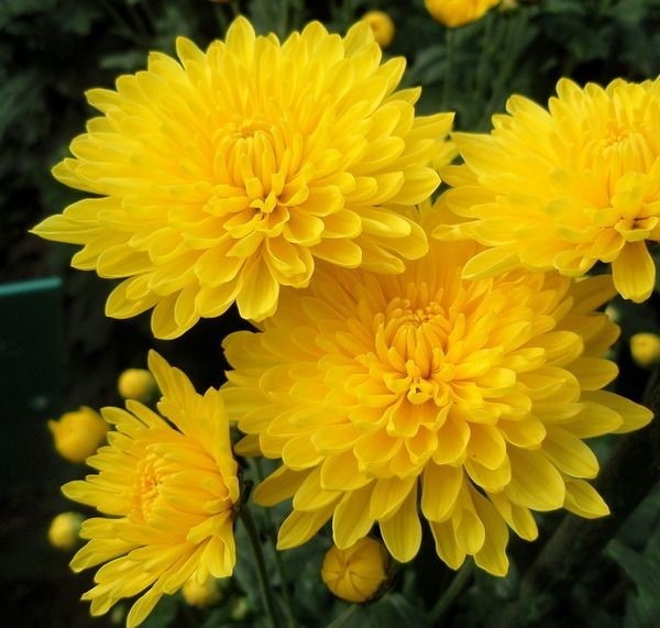 Хризантема