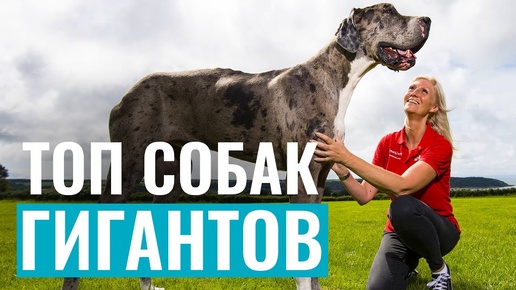 Собаки-гиганты! ТОП-5 САМЫХ БОЛЬШИХ СОБАК в мире!