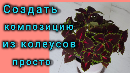 Создала шедевр из Колеусов за 5 минут. Справиться каждый, даю пошаговый план формирования цветочной композиции