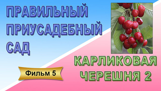 Правильный приусадебный сад Фильм 5 Карликовая черешня 2