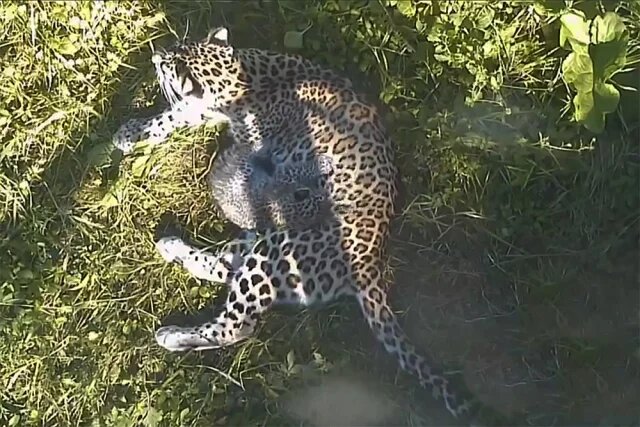    За что застрелили переднеазиатского леопарда Терека в нацпарке Сочи?