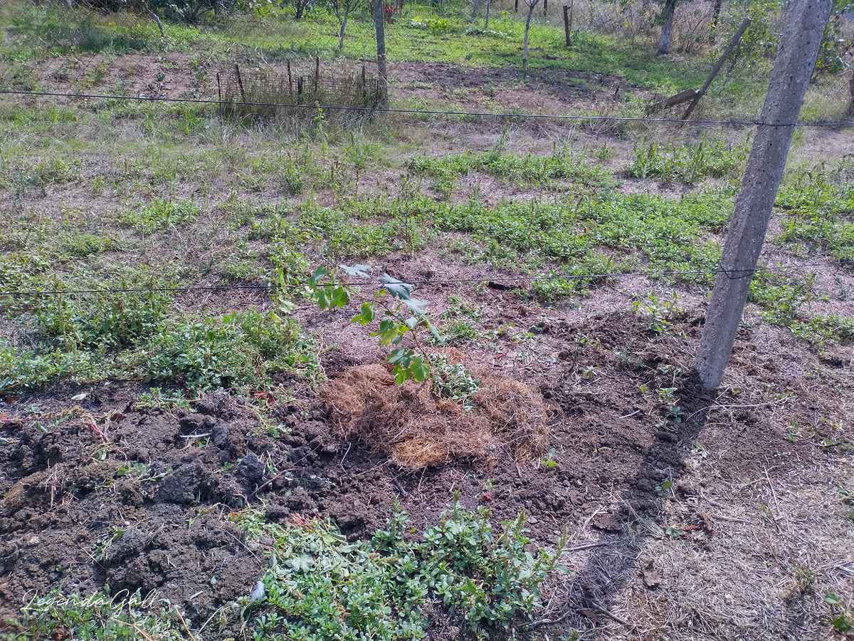 Сверху замульчировала, подложив под сено кусочки козьей подстилки, дождями питание смоет к корешкам, да и земля будет меньше пересыхать.