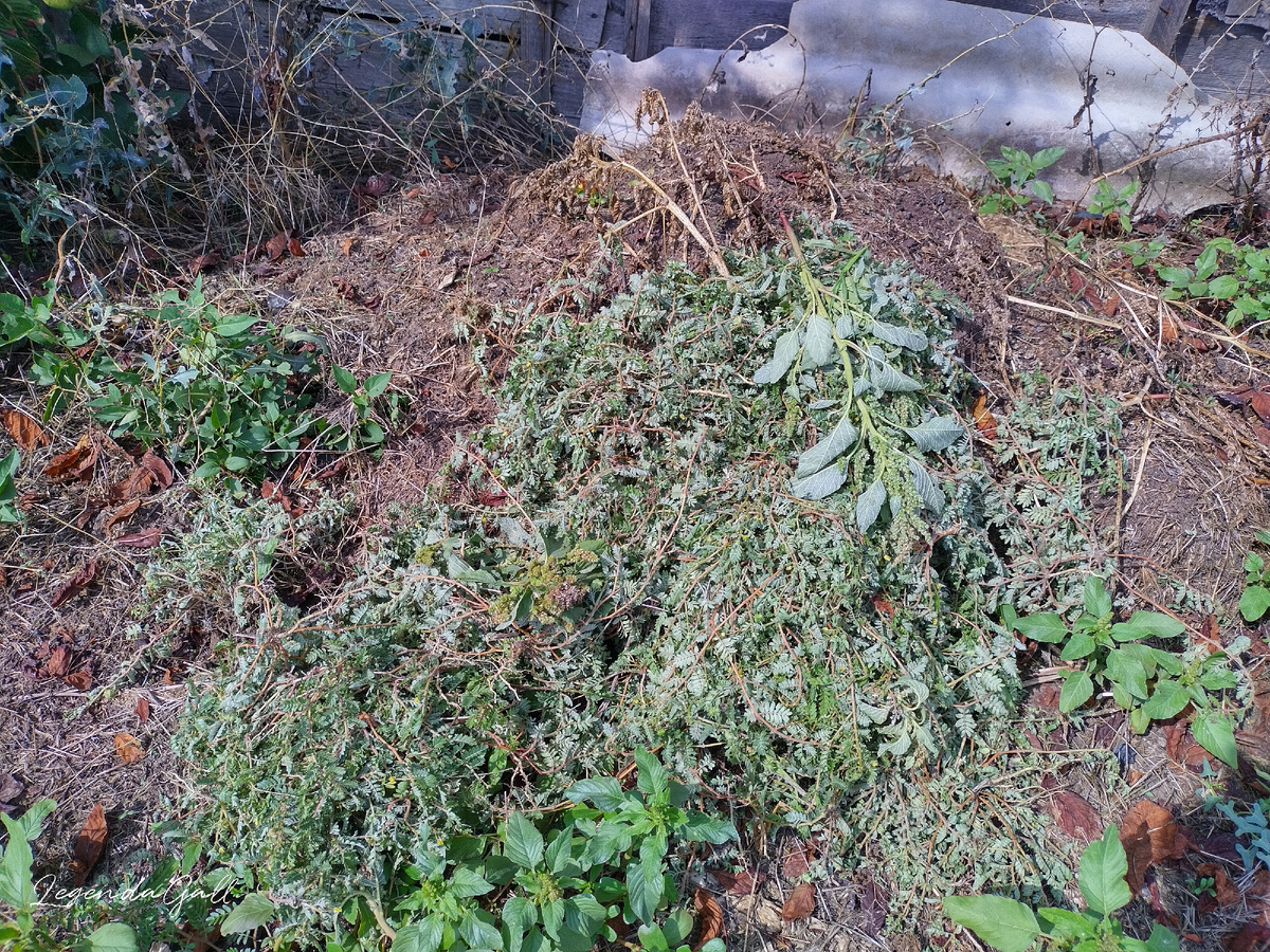 Куча гадского сорняка растет...