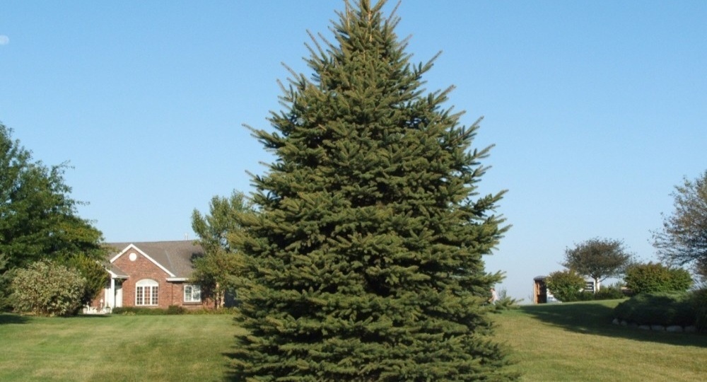 Лучше бы не сажала! Топ-7 деревьев киллеров, губящие участки. Запоминаем породы, чтобы сохранить урожай и не жалеть