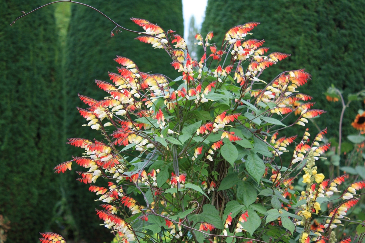 Иомея Мина Лобата