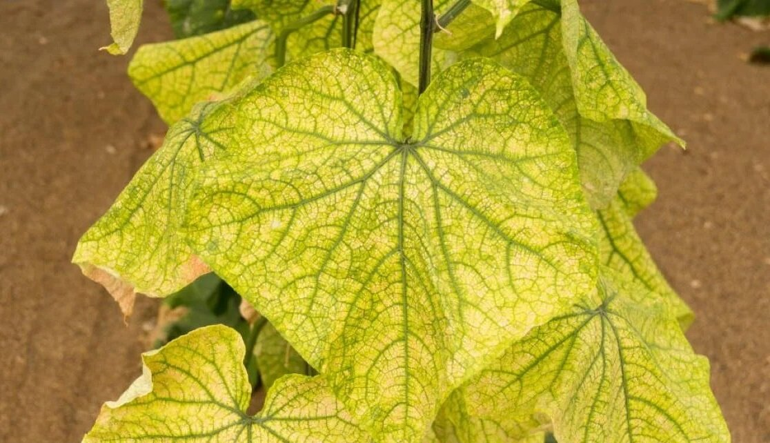 Желтеют листья у огурцов народные средства. Лист огурца. Курчавость огурцов. Желтеют листья у огурцов в открытом грунте. Полить огурцы чтобы не желтели листья.