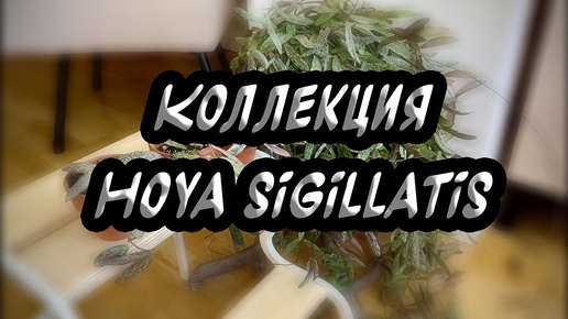 Коллекция hoya Sigillatis