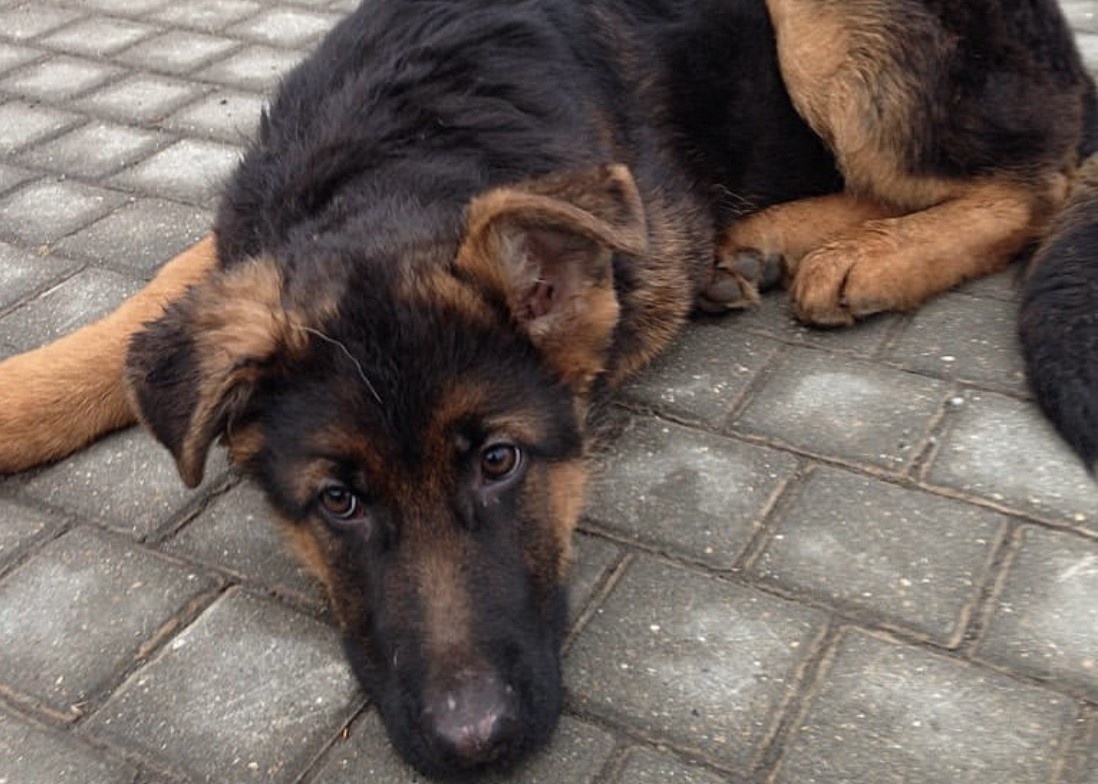 Джек-2_Фото из соцсети певца