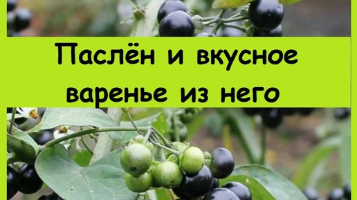 Пасленовое варенье - ДЕЛИКАТЕС с уральской грядки, смело советую всем, вкус и цвет несравненный!