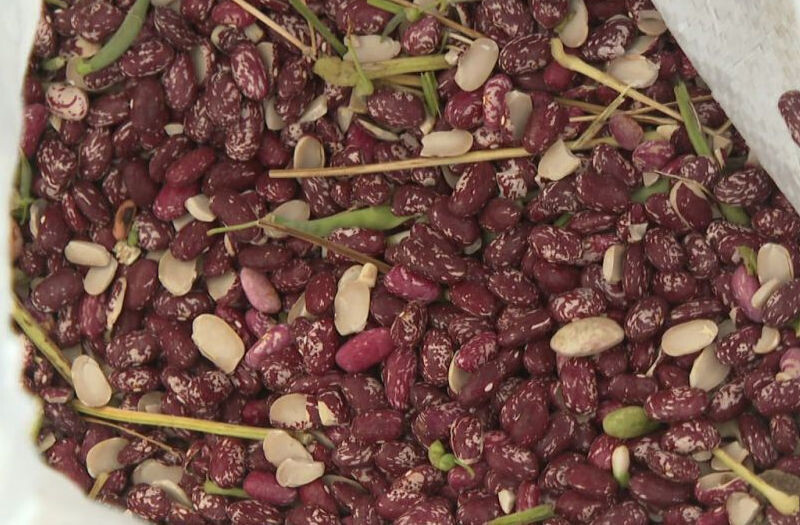    Новый сорт фасоли (фото: телеграм-канал "Волгоград 24")