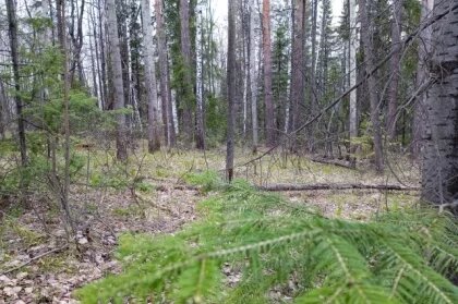    Новый спортивный центр планируют построить на Древлянке в Петрозаводске