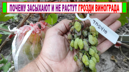 🍇 Что случилось с ГРОЗДЬЮ ВИНОГРАДА. Ягоды остановились в росте, не созрели и просто высохли.