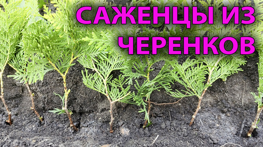 🌲 Размножаем тую черенками в СЕНТЯБРЕ: Пошаговая инструкция. Туя из черенка своими руками! 👍