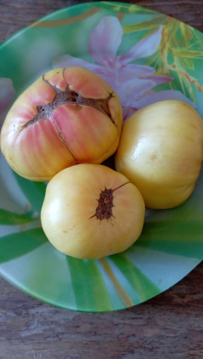 "Прелесть Роузы"