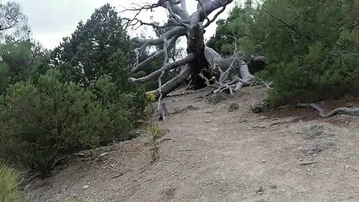 На тропе по склону Караул-Оба в посёлке Новый Свет в Крыму.