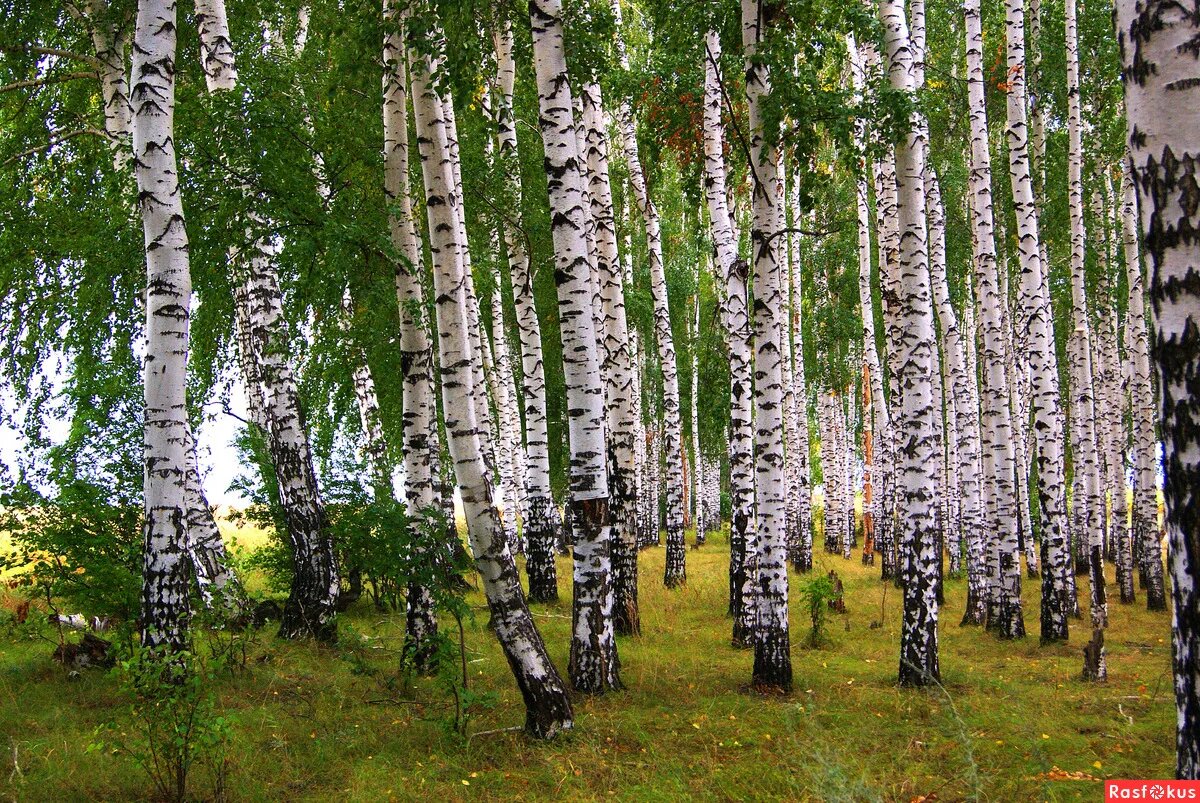 Березовая роща