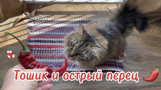 Можно ли котикам острый стручковый перец