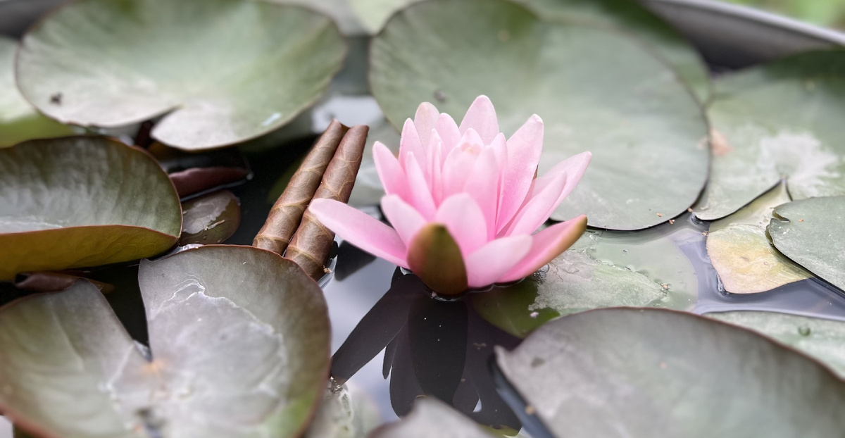 Чистота и красота