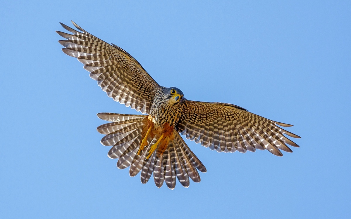 Взято с интернета картинки.