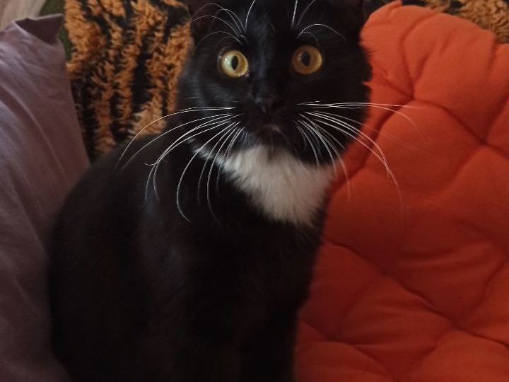 Подобрали истощённую, неказистую кошку. Но через два месяца она преобразилась до неузнаваемости