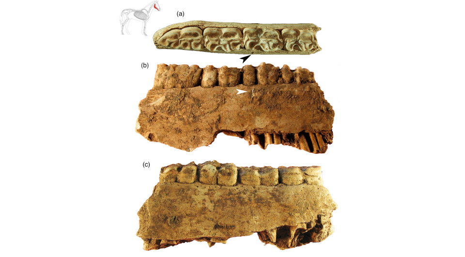   Marian Cueto et al. / International Journal of Osteoarchaeology, 2024