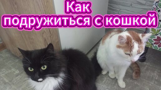 Подружиться с кошкой