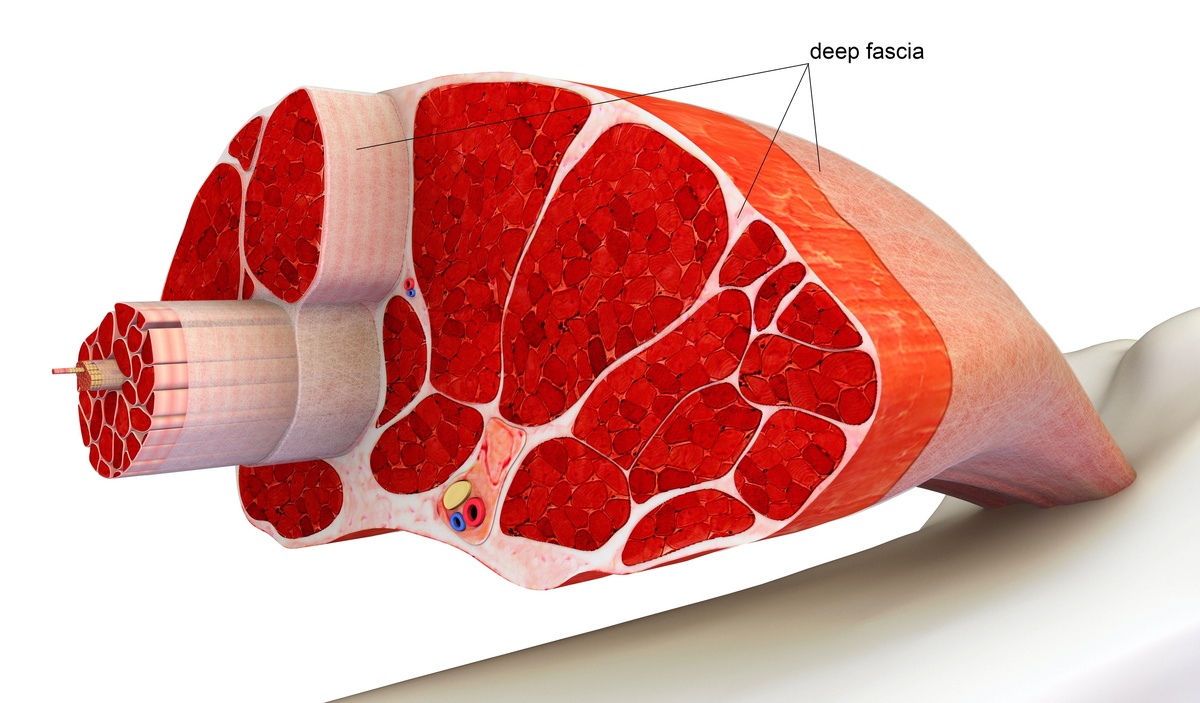 Соединительная ткань мышцы (фасции)