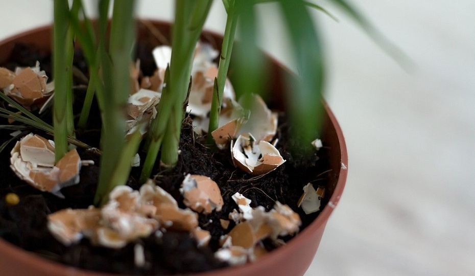 Без химии: 7 лучших домашних удобрений для цветов