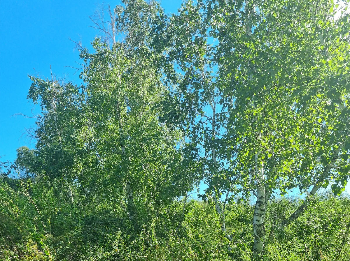 Березы у подножия горы Любви. Личное фото