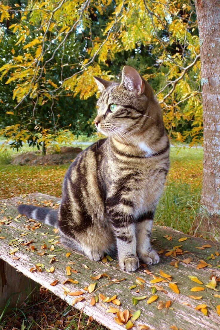 Яндекс картинки