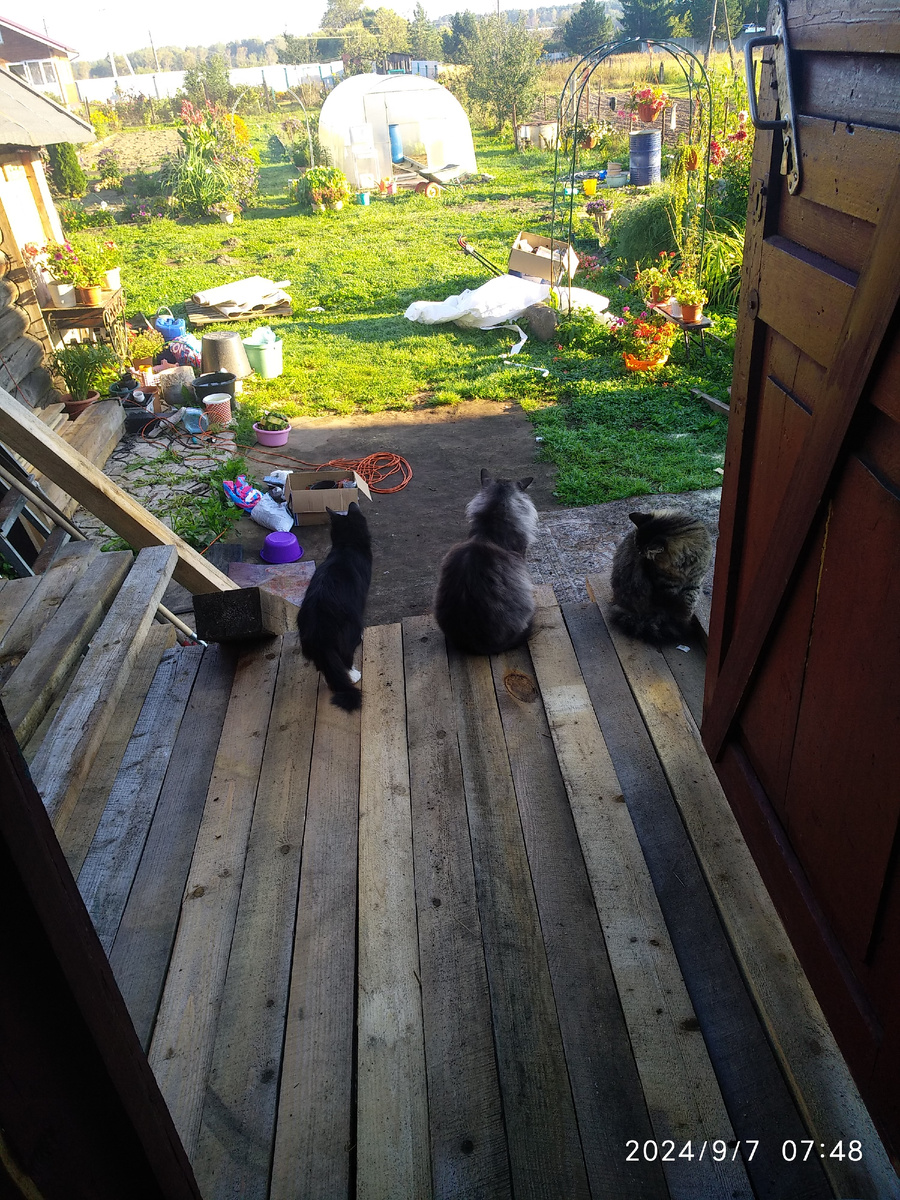 площадка у крыльца с котиками