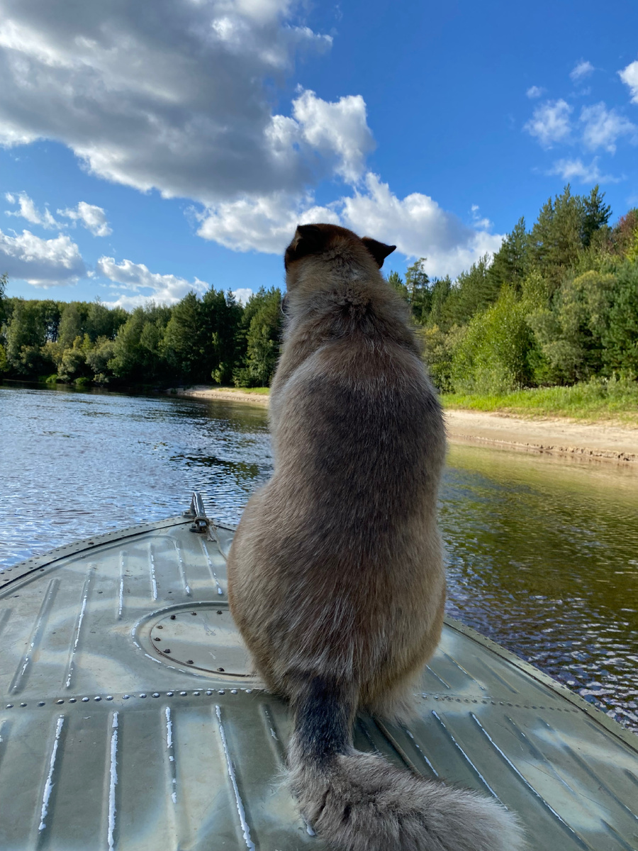 Дик, любуется на природу