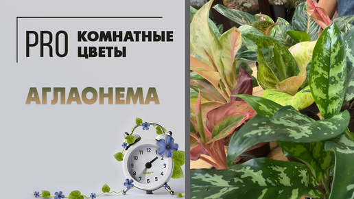 Аглаонема. Неприхотливое комнатное растение. Уход за аглаонемой. Как с ней подружиться?