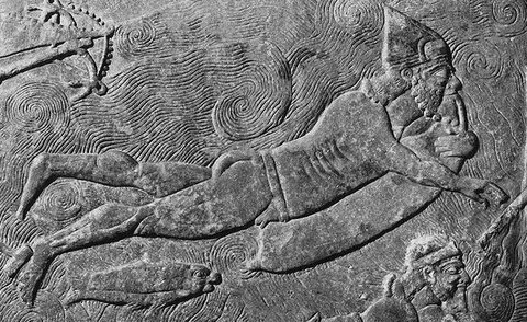 Морской котик Ассирии.