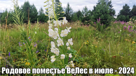 Июль 2024 в Родовом поместье ВеЛес