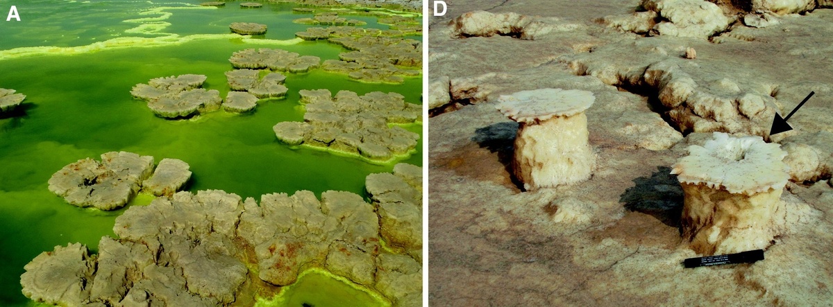 Соляные образования в Даллоле - неправильные, субкруглые грибо- и артишокоподобные структуры.